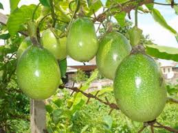 Markisa tergolong ke dalam tanaman genus passiflora. Hidup Sehat Dengan Buah Markisa Meila Tri Suhesti