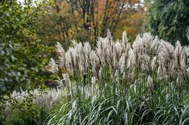 Image result for Miscanthus violaceus