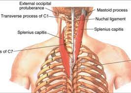Ligamentum Nuchae Ligamentum Nuchae C7 Upper Thoracic Vertebrae Neck Muscle Anatomy Human Body Anatomy Anatomy