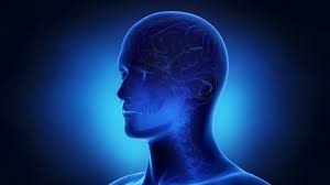 3d animation of a male head and brain rotating with light effects. Brain Function Animation Of The Stock Footage Video 100 Royalty Free 1042344202 Shutterstock