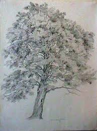 Joan Berg Victor Drawing Maple In Full Leaf Item 503302 Tree Sketches Leaves Illustration Tree Drawing