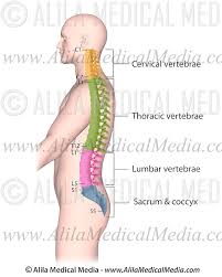 Back bones ribs and hip 3d medical vector illustration. Spine Anatomy Alila Medical Images