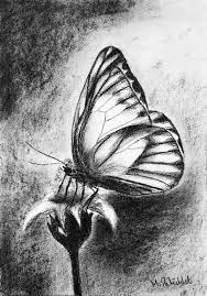 Charcoal Drawing Butterfly Charcoal Drawing Charcoal Art Easy Charcoal Drawings