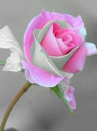 Identifica un essere, un oggetto o un concetto che assume genere femminile: Buoniniziodisettimana Beautifulrose Rose Belle Tipi Di Fiori Fiori Esotici