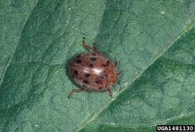 It is found throughout mexico and the eastern united states. Mexican Bean Beetle In Soybean Nc State Extension Publications