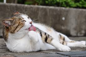 Ancak sadece süpürme işlemi de yetecektir. Evdeki Kedi Ve Kopek Tuylerind Patiliyo Com