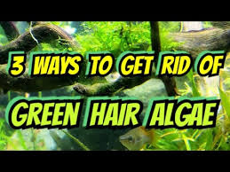 Why does my fish tank keep turning green? Green Hair Algae How To Get Rid Of It Forever Just Kidding Here Are 3 Ways To Get Rid Of It Youtube