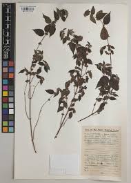 Image result for Droguetia iners