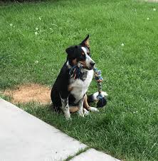 Thus, they can be more. Australian Shepherd Puppies For Sale Colorado Springs Co 306360