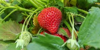 Check spelling or type a new query. Fraisier Plantation Culture Entretien Recolte