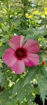 Image result for Hibiscus cannabinus