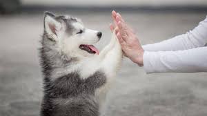 The best huskies come from ethical breeders. 3 Facts About Husky Puppies For Sale In Fl