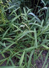 Image result for Leersia