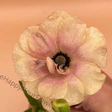 Image result for Ranunculus stagnalis