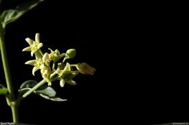 Image result for Vincetoxicum stenolobum