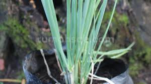 Sekitar sebulan lalu saya menanam bawang daun, nah, di video ini saya share hasil dari tanam bawang daun tersebut. Cara Tanam Bawang Daun Di Rumah Dan Memanennya Agar Tetap Tumbuh Besar Kembali Rumah Sae