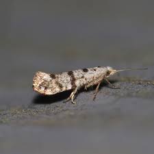 Image result for argyresthia thuiella thuja symptoms