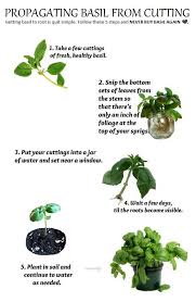 Alternative Gardning Propagating Basil From Cuttings Basil Plant Growing Basil Propagating Plants
