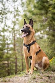 Handlers and their belgium malinois dogs wait to compete at the 142nd westminster kennel club dog show at the piers on february 12, 2018 in new york. Photos D Animaux Yummypets Belgian Malinois Puppies Malinois Dog Malinois Puppies