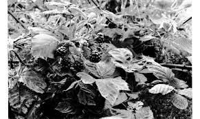 Black And White Film Photography Ideas 35mm Film Photography Shot On Olympus Om10 Film Photography 35mm Photography Shot Film Photography