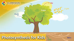 Plants, just like other organism requires energy to fuel their cellular activities. Photosynthesis For Kids Learn How Plants Make Their Own Food Youtube