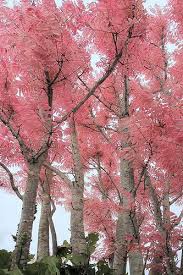 He runs away from home and is hit by a car. Chinese Pink Cedar Hello Hello Plants Garden Supplies Pink Trees Victorian Terrace Garden Garden Design