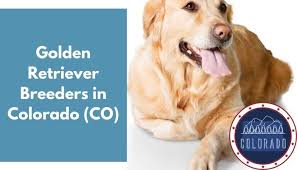 37 Golden Retriever Breeders In Colorado Co Golden Retriever Puppies For Sale Animalfate