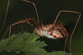 < when death and grind unite (2001). Parasitische Milben An Einem Weberknecht Foto Bild Natur Wildlife Parasiten Bilder Auf Fotocommunity