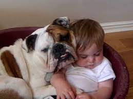 Bulldog And Baby Video Youtube