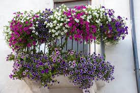 Display photos are representative of style. Beautiful Flowers In Flower Boxes In The Italian Town Of Introdacqua In Abruzzo Diy Beauty Secrets Italian Flowers Italian Beauty Secrets