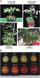 Different Developmental Stages In Plants And Fruits Of
