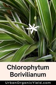 Image result for Chlorophytum sparsiflorum