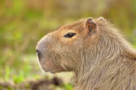 Su alimentación se basa en peces, aves acuáticas y. An Exotic Hide Explained Carpincho Aka Capybara Hide Pieces Of Argentina