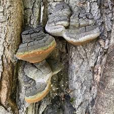 Image result for Phellinus pini