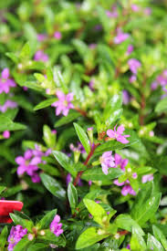 Image result for Cuphea hyssopifolia