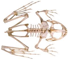 How many bones do you have at birth?* Frog Skeleton Inside Of A Frog Dk Find Out