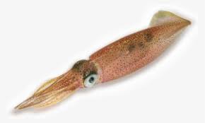 8 years ago8 years ago. Squid Png Cumi Buatan Png Image Transparent Png Free Download On Seekpng