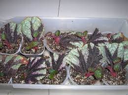 Begonia Propagation For Newbies Propagating Plants Begonia Propagation