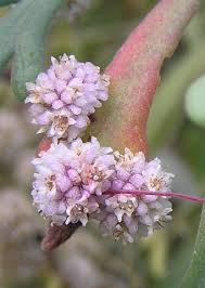 Image result for Cuscuta planiflora