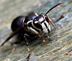 Maybe you would like to learn more about one of these? Bald Faced Hornet
