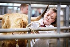 Oban Autumn Sale 2026 — Highland Cattle Society