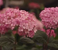 Image result for Hydrangea arborescens Pink Anabelle