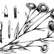 Image result for Anisopappus chinensis