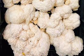 Lion's mane mushrooms grow best on a supplemented hardwood substrate. The Ultimate Guide To Lion S Mane Mushrooms Kristin S Farm Stand