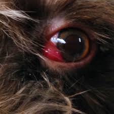 The third eyelid (te) is usually retracted beneath the eyelids and barely noticeable. Cherry Eye Or Prolapsed Gland Of Third Eyelid Cat Eye Problems Cats Yellow Cat