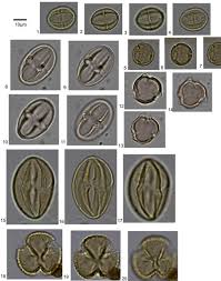 Image result for Maesobotrya floribunda