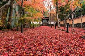 竹の寺 地蔵院 敷紅葉 ちょっとそこまで