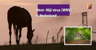 Afgelopen week werd de infectie aangetroffen bij een man die niet recent in het buitenland is geweest. West Nijl Virus In Nederland Paardenarts