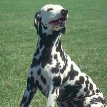 An introduction to our dalmatian puppies as well as to the dalmatian breed, providing information on finding breeders of dalmatians and dalmatian care taking. Puppyfind Dalmatian Puppies For Sale