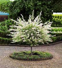 Tri Color Willow Tree For Sale Online The Tree Center